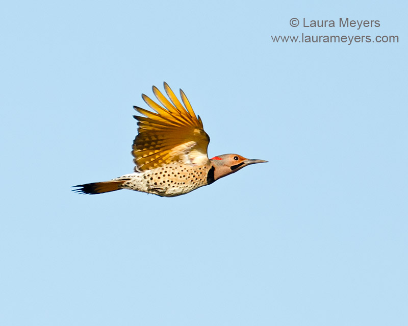 northern flicker in flight laura meyers photograpy northern flicker in flight laura meyers photograpy