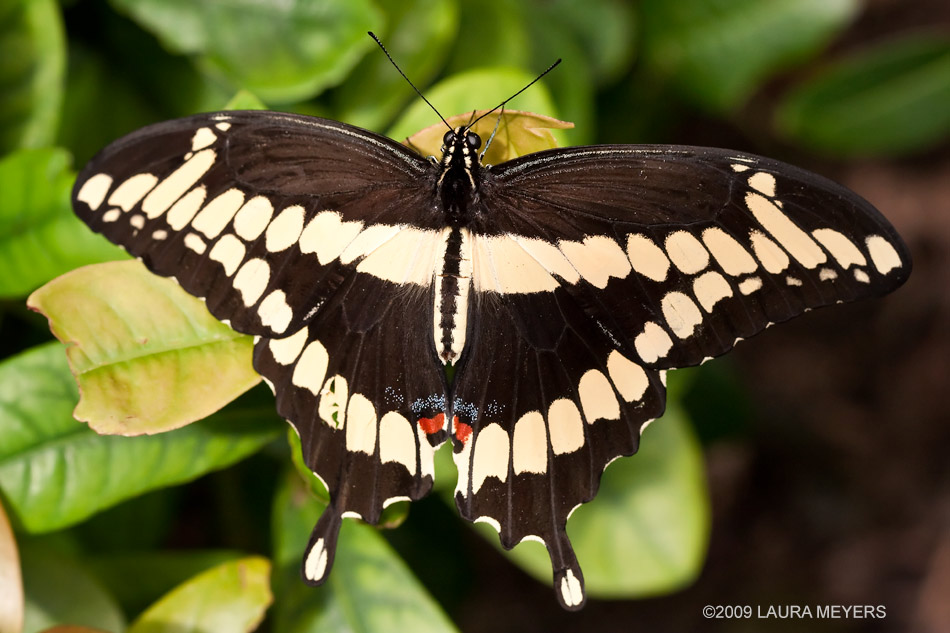 Butterfly Gallery