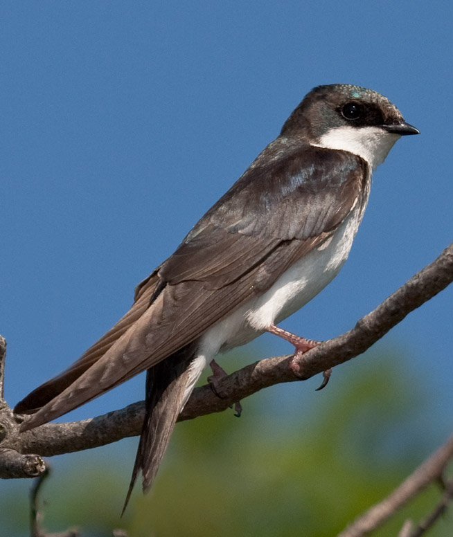 Tree swallows laura meyers nature photograpy