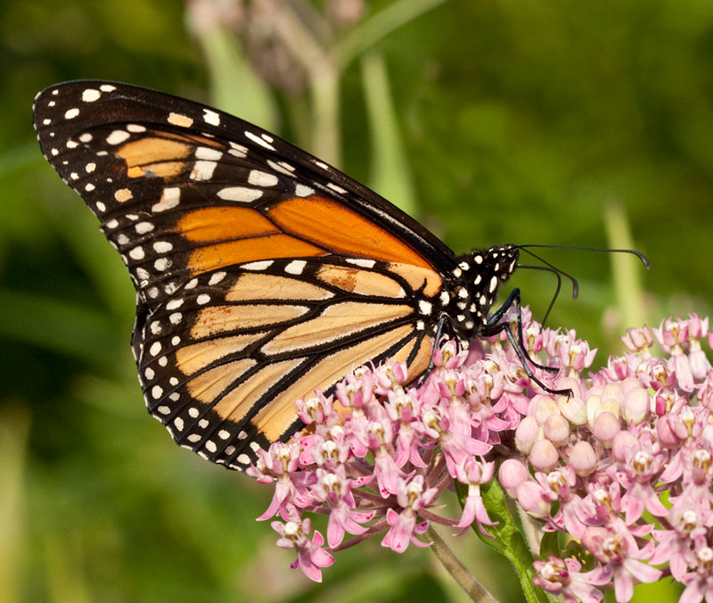 Butterfly Gallery -Laura Meyers Nature Photograpy