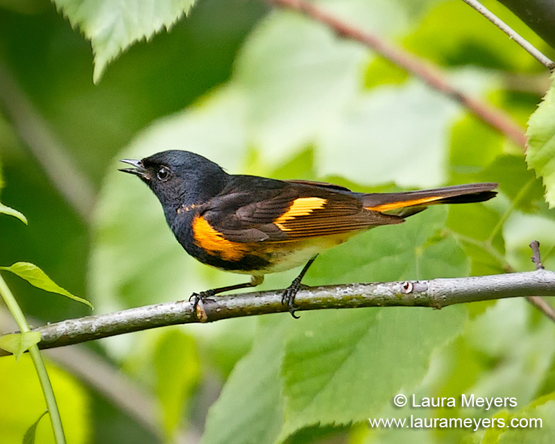American Redstart Male