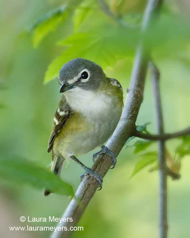 Blue-headed Vireo