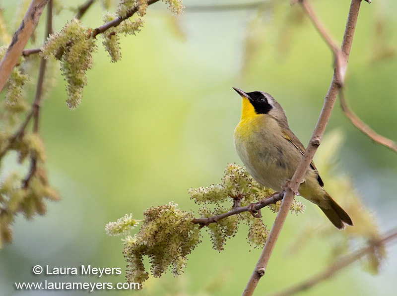 Common Yellowthroat Male