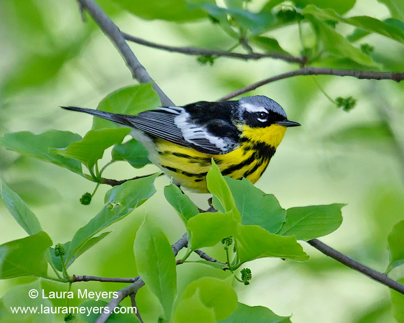 Magnolia Warbler Male