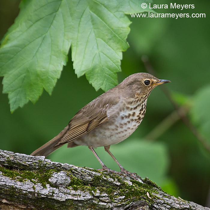 Swainson's Thrush in Prospect Park