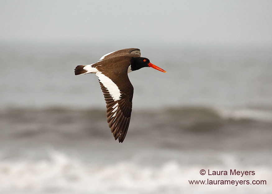 American Oystercatcher in Flight Laura Meyers Nature PhotograpyLaura