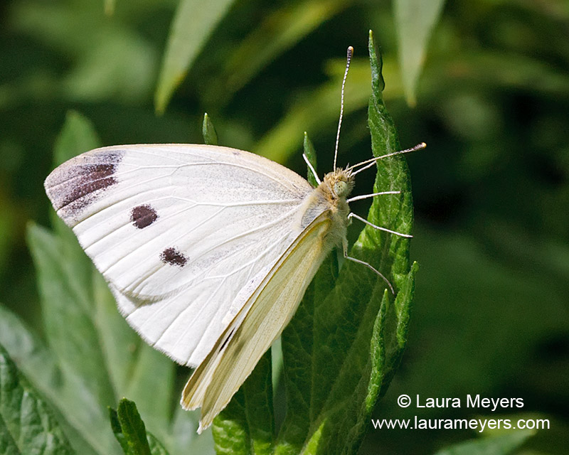 Cabbage White Butterfly Laura Meyers Nature PhotograpyLaura Meyers Nature Photograpy