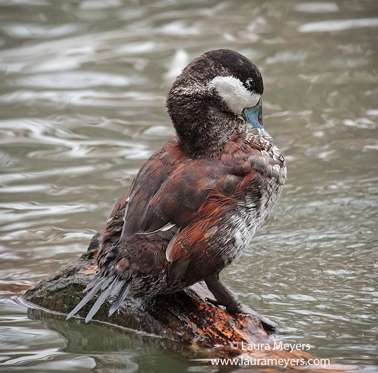 Ruddy Duck Preening Laura Meyers Nature PhotograpyLaura Meyers Nature
