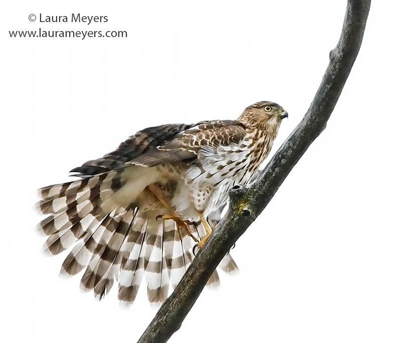 Cooper's Hawk Tail Spread Laura Meyers Nature PhotograpyLaura Meyers