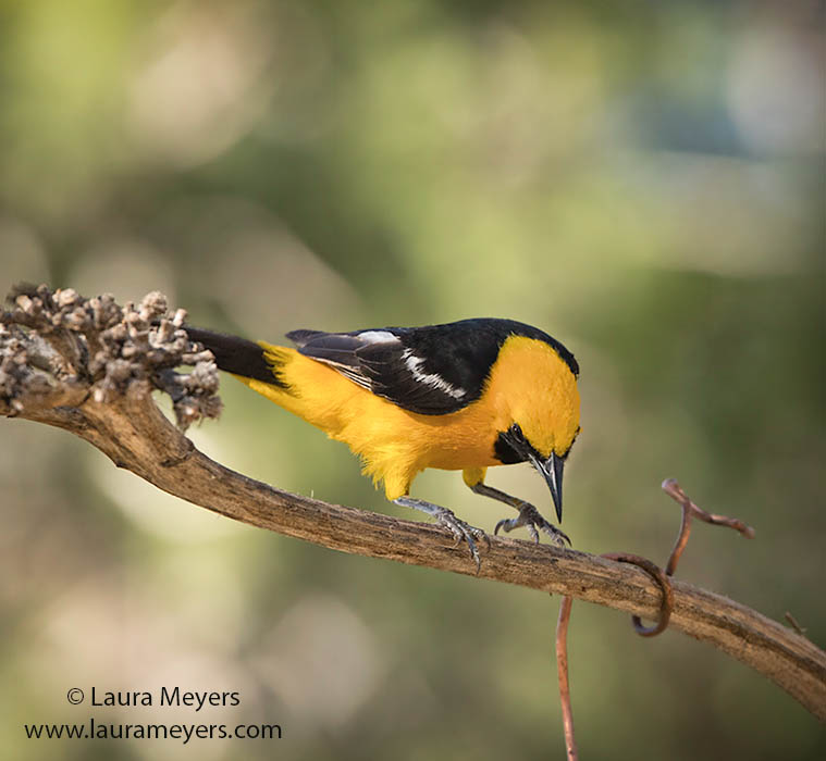 Hooded Oriole