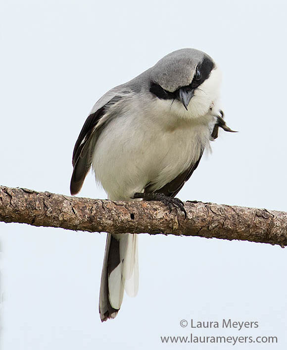 Loggerhead Shrike on branch photographed at Viera Wetlands.