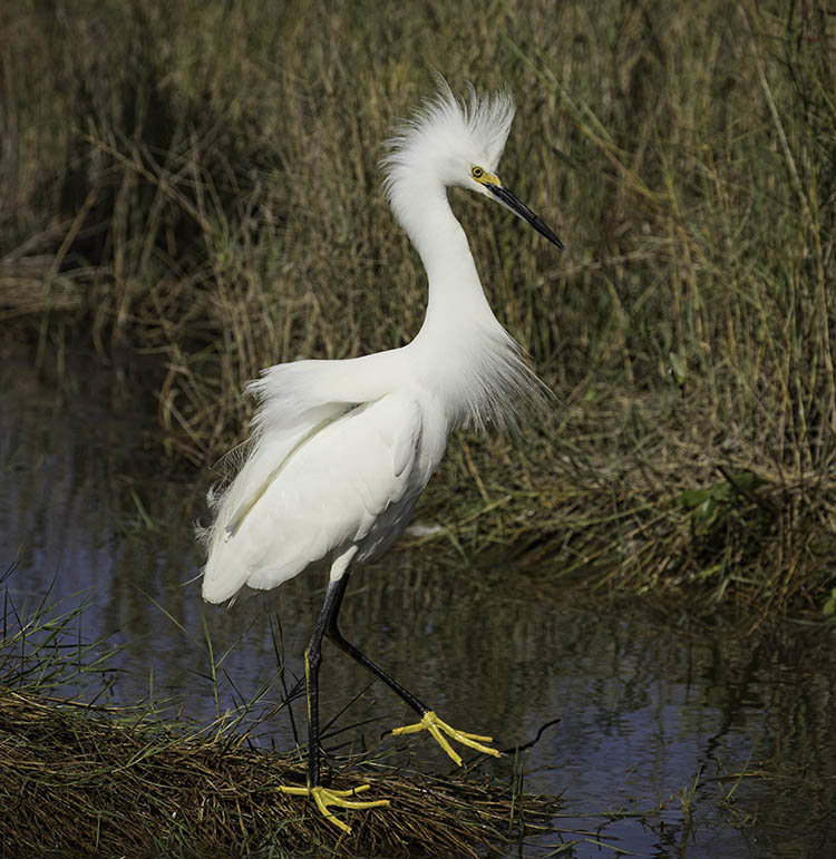 Snowy Egret Walking