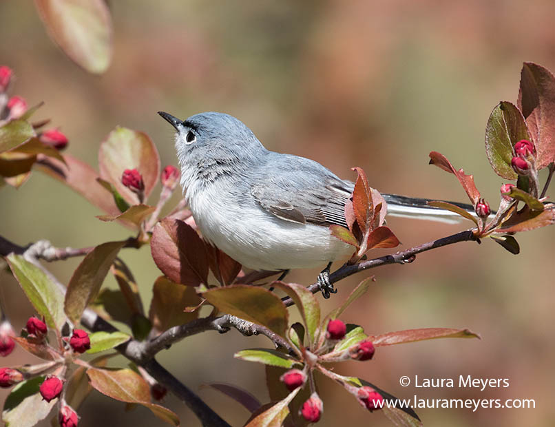 Blue-gray Gnatcatcher photographed at Green-wood Cemetery