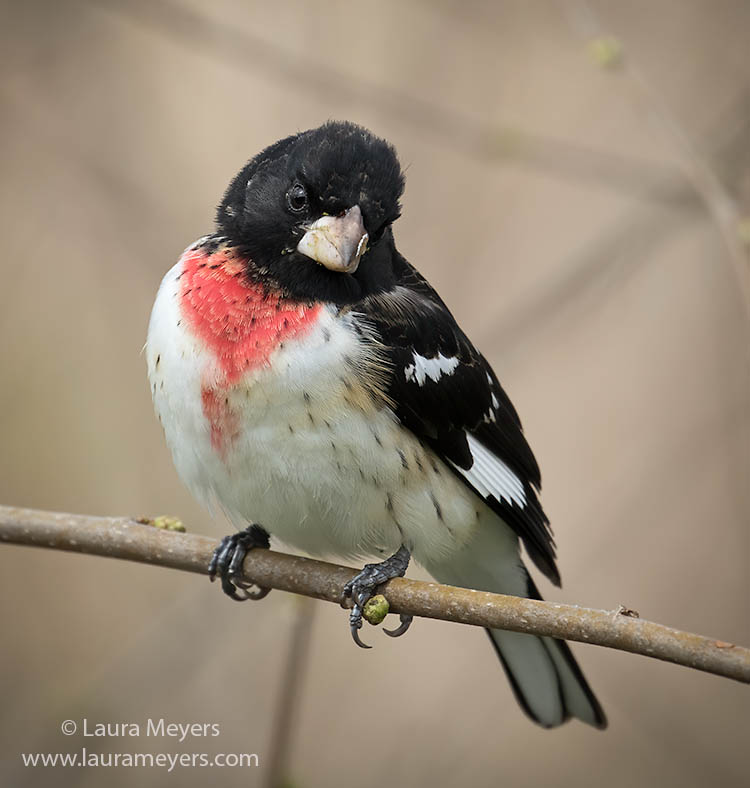 Rose-breasted Grosbeak Male on Perch at Jamaica Bay Wildlife Refuge
