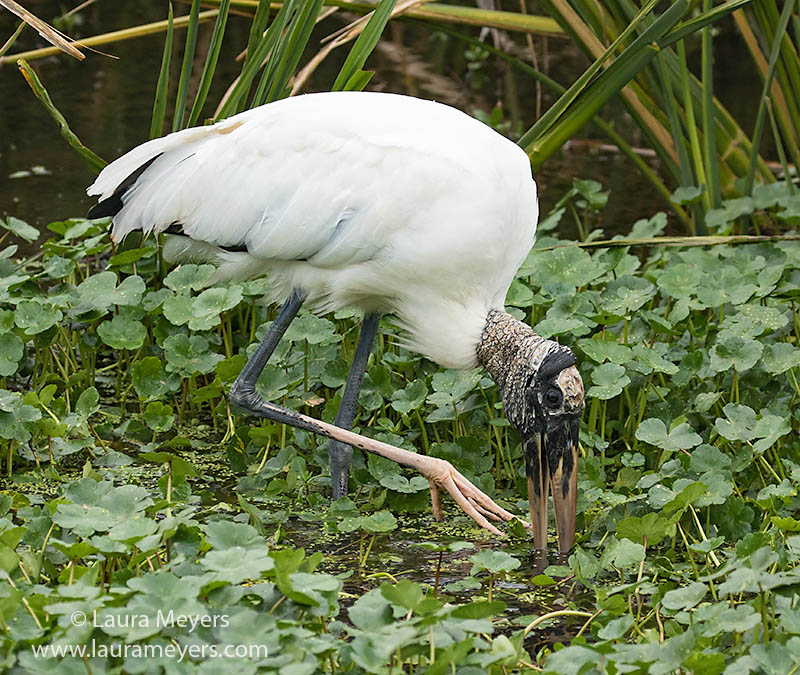 Wood Stork Foraging at Sweetwater Wetlands Park, Gainesville, Florida