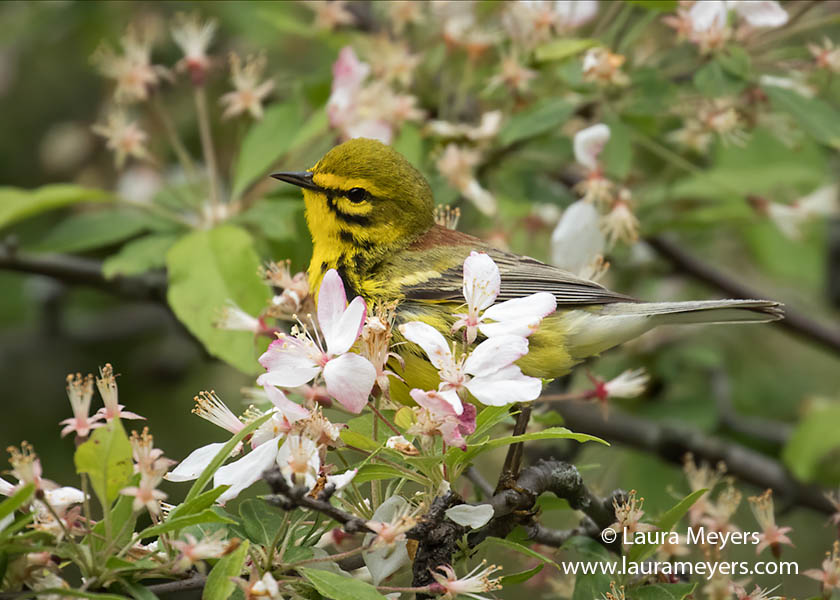 Male Prairie Warbler in flowering Crab Apple Tree
