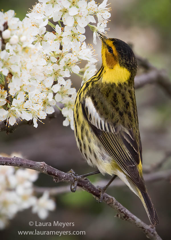Magnolia Warbler on flowering Beach Plum