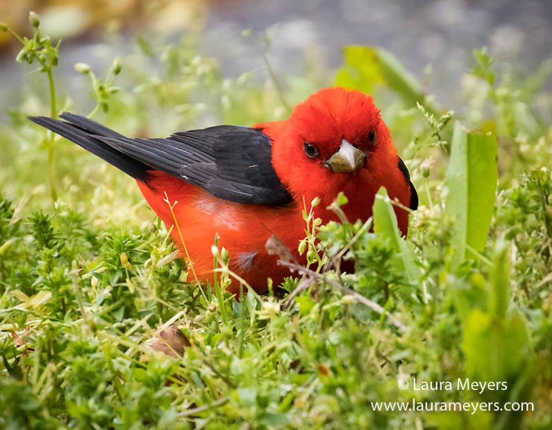 Male Scarlet Tanager in the Grass