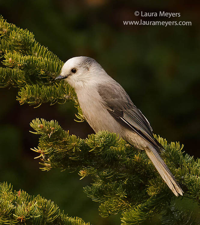 Canada Jay on branch