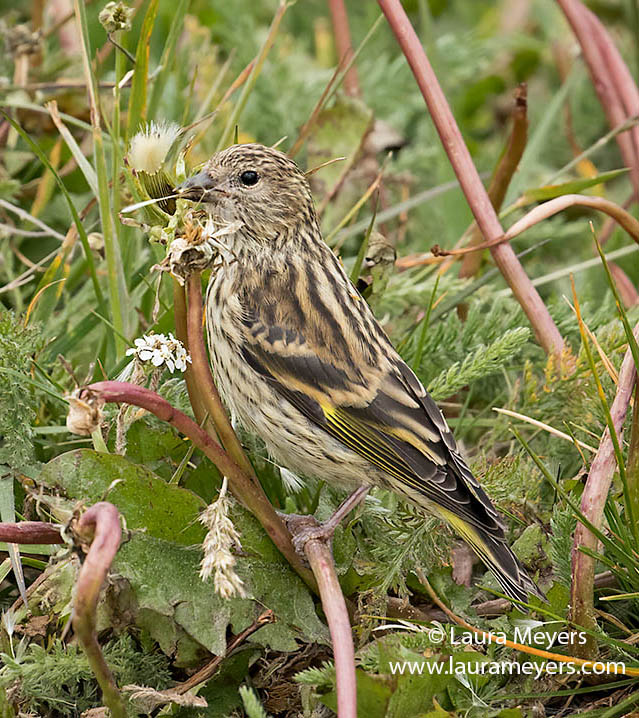 Pine Siskin Foraging