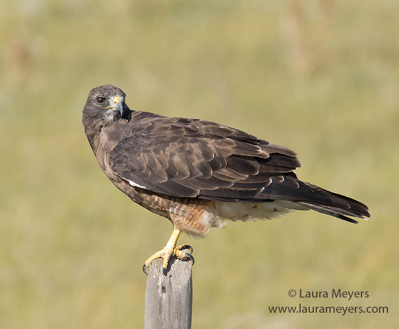 Swainson's Hawk