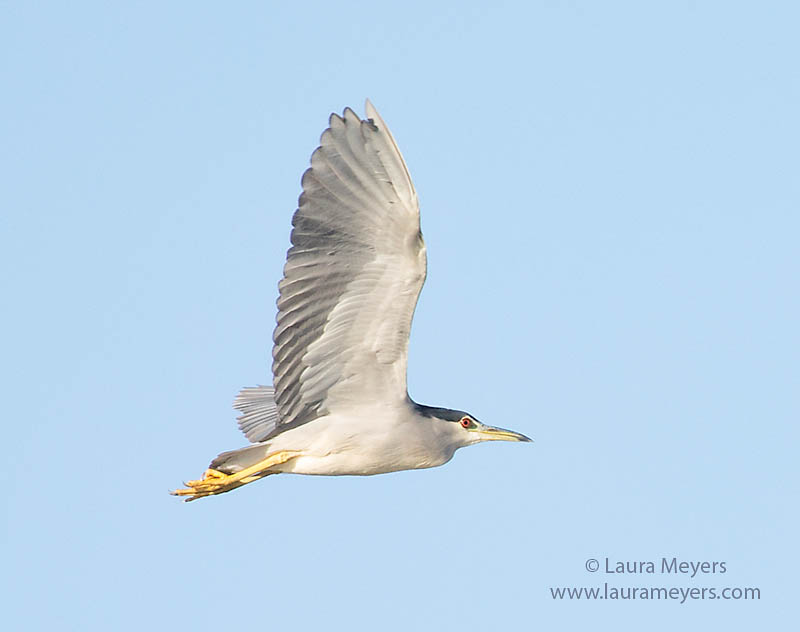 Black-crowned Night-heron in Flight