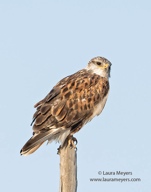 Ferruginous Hawk on Pole