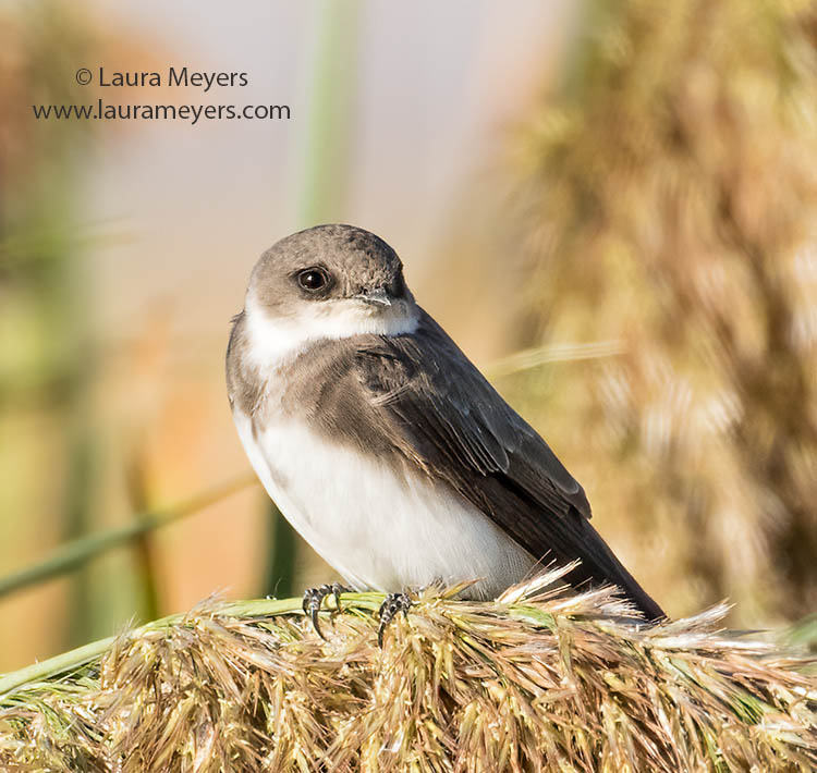 Bank Swallow