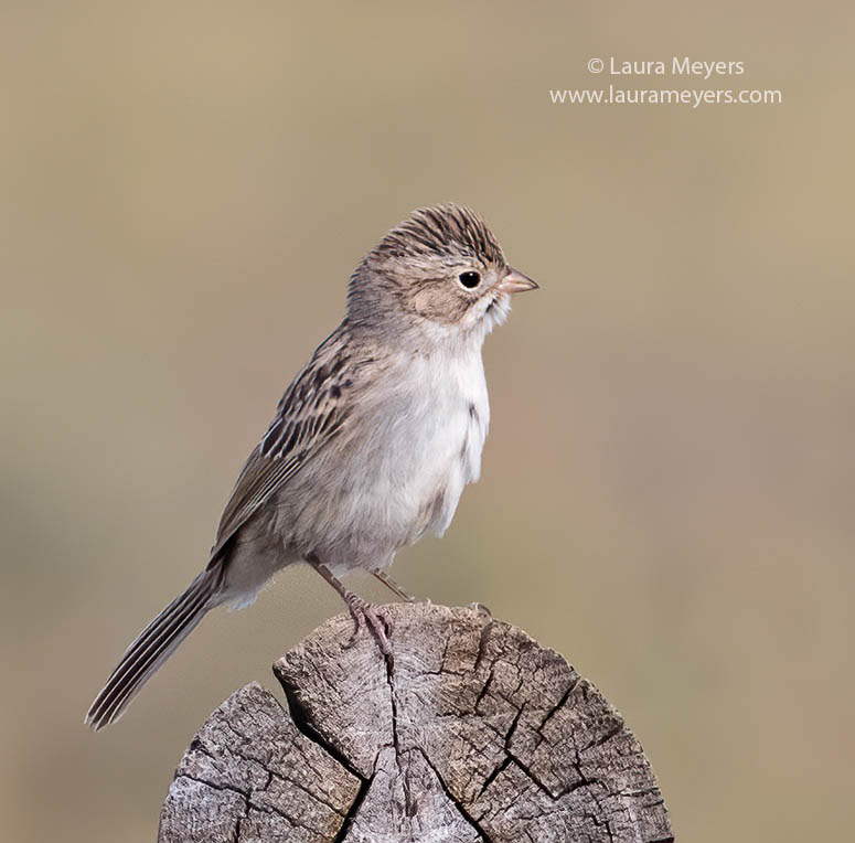 Brewer's Sparrow on a log