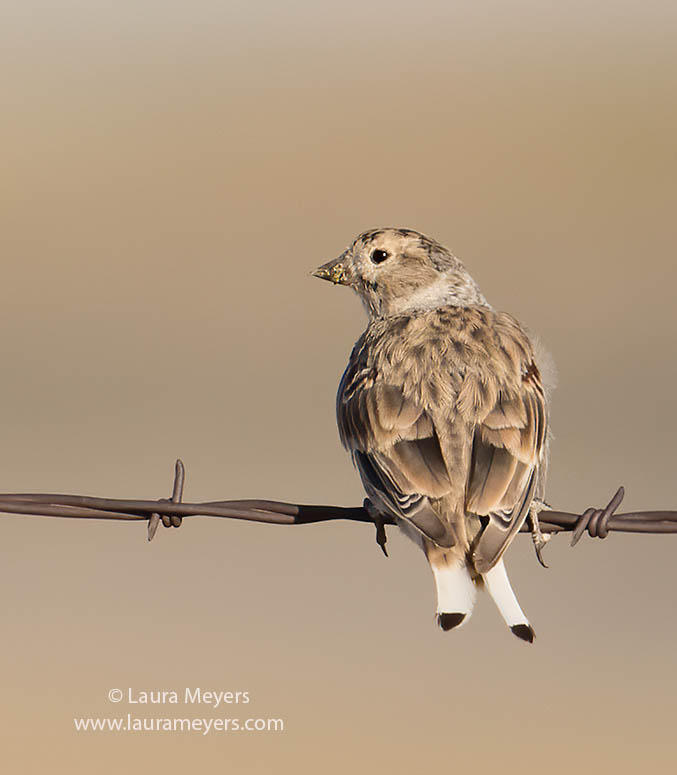McCown's Longspur perched on barbed wire.