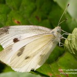 Cabbage White Butterfly