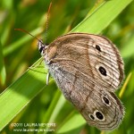 Little Wood-Satyr Butterfly