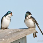 Two Tree Swallows Communicating