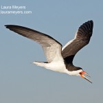 Black Skimmer in Flight