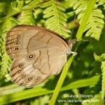 Northern Pearly-eye Butterfly