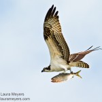 Osprey with Fish in Flight