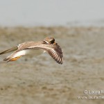 Semipalmated Plover in Flight