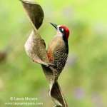 Black-cheeked Woodpecker