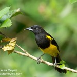 Black-cowled Oriole