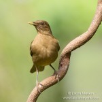 Clay-colored Thrush