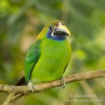 Emerald Toucanet