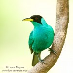 Green Honeycreeper Male