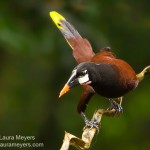 Montezuma Oropendola