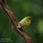 Olive-backed Euphonia Female