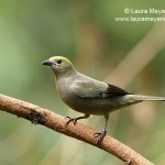 Palm Tanager