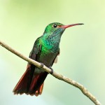 Rufous-tailed Hummingbird