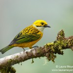 Silver-throated Tanager