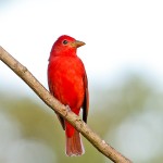 Summer Tanager Male