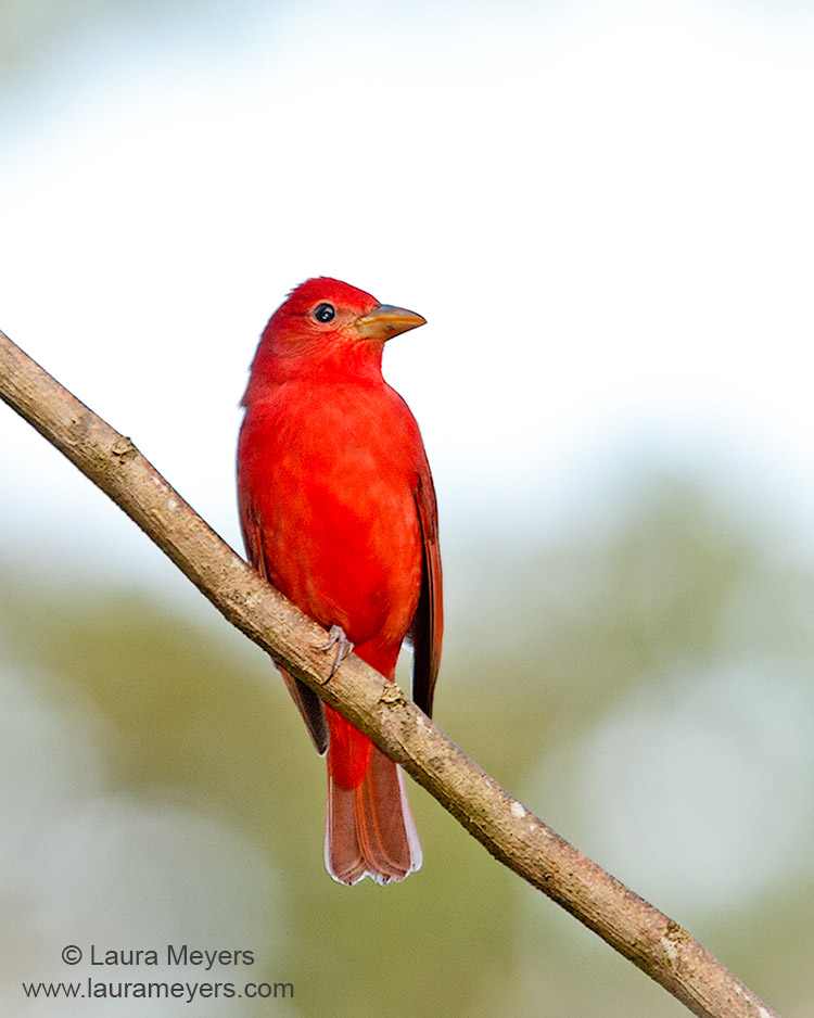 Summer Tanager Male Laura Meyers Photograpy