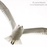 Ring-billed Gull in Flight